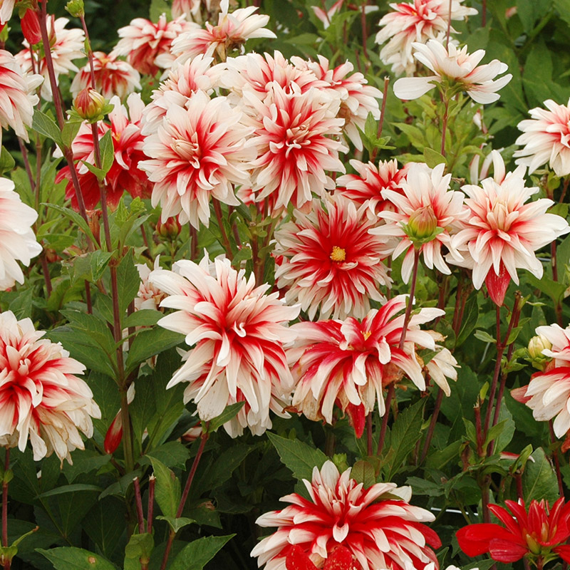 Dahlia Catching Fire