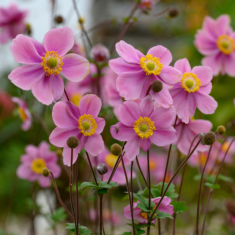 6101175-Anemone-hup-September-Charm