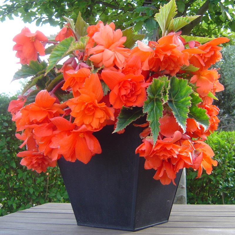 begonia_pendula_grandiflora_oranje_-_corijn-jpg_800x800_-_kopie