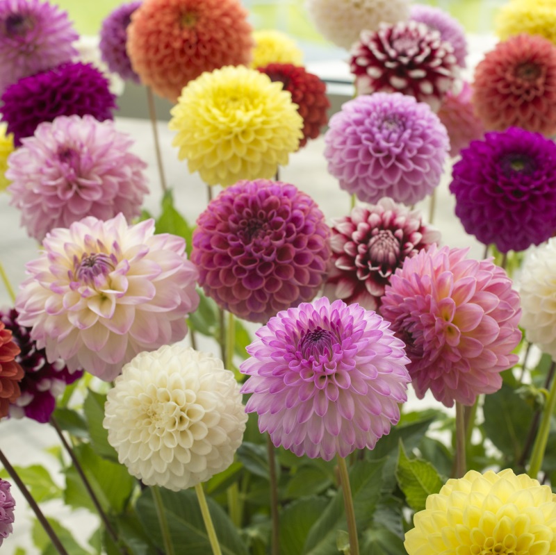 Pompon-Dahlia-mix