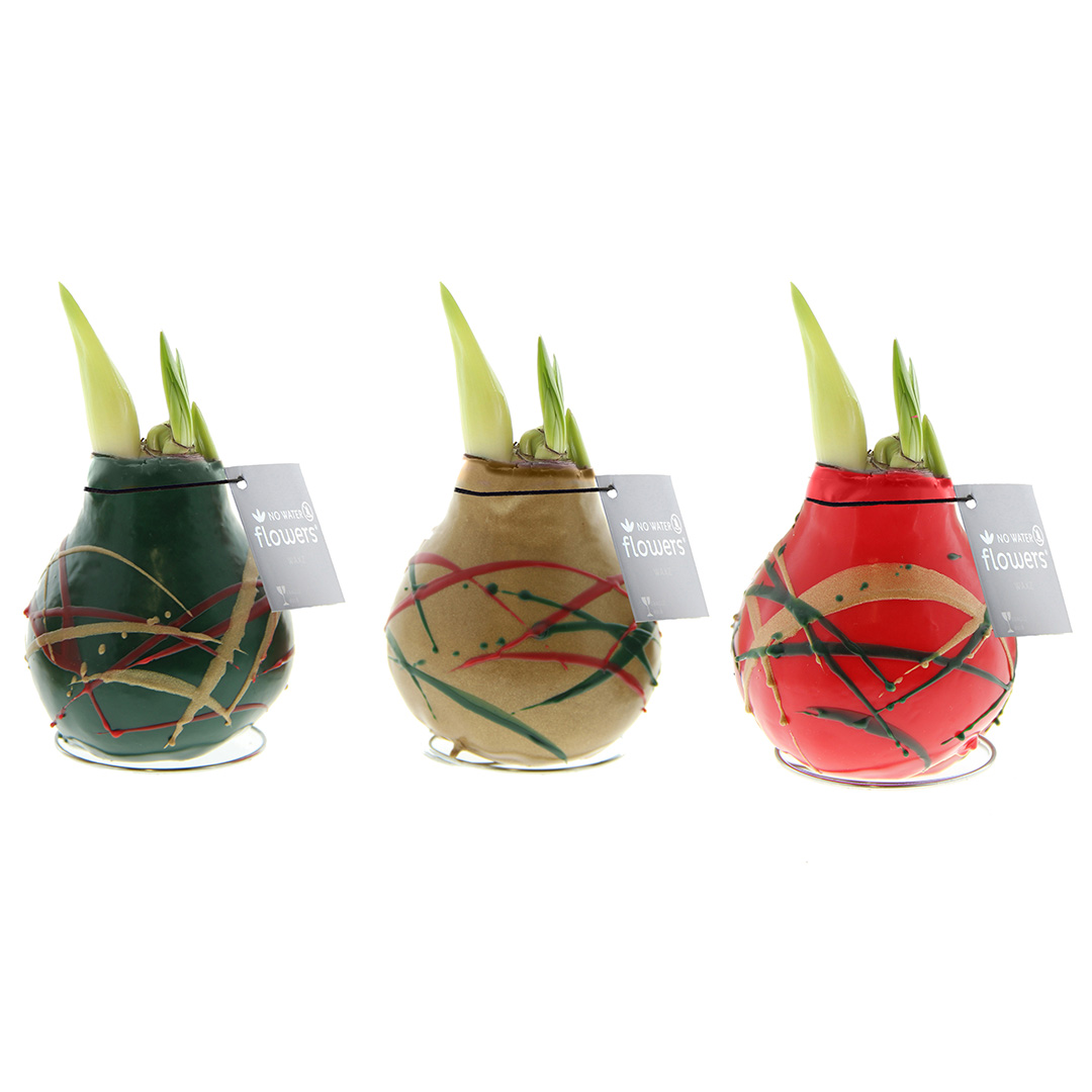 Wax Amaryllis Art Munch Mix