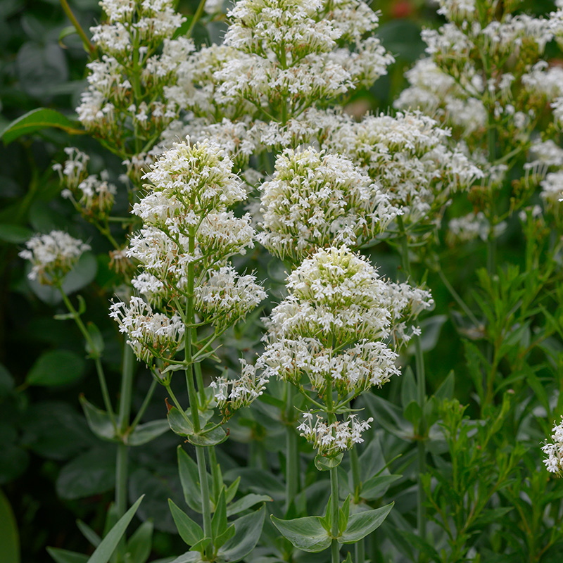 61001565-Centranthus-ruber-Albus-02