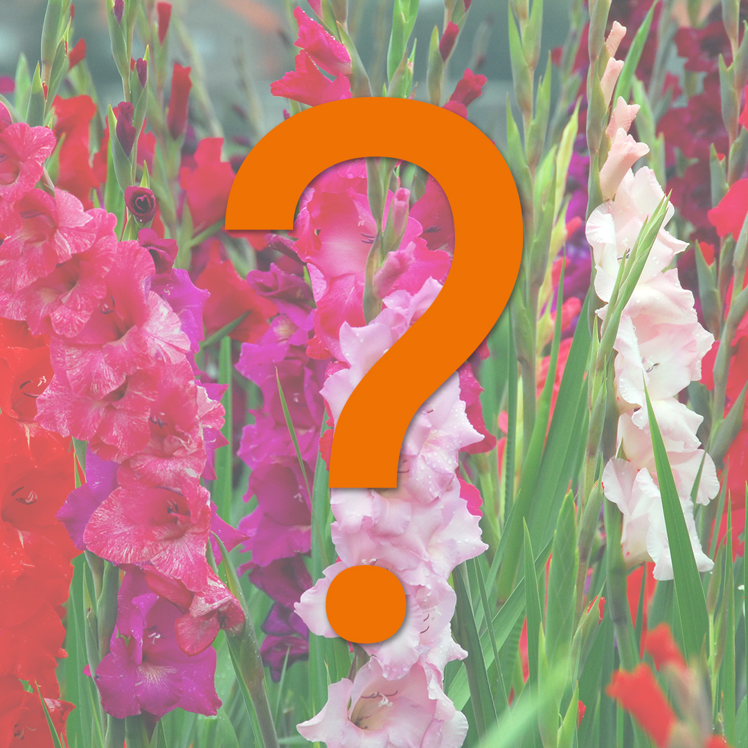 Large-flowering Gladioli Surprise Mix Large-flowering Gladioli Surprise Mix
