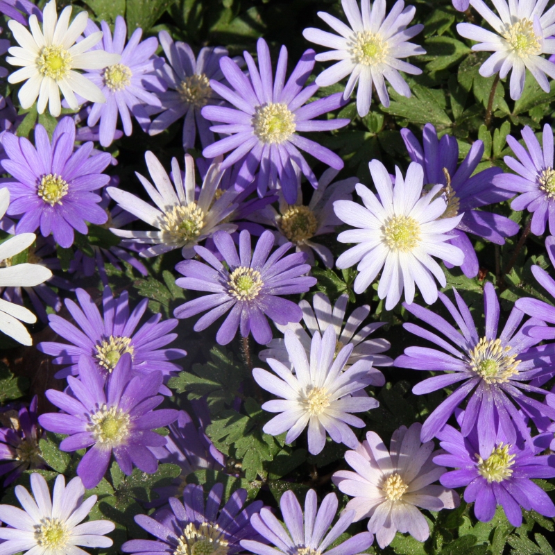 5215 Anemone blanda mix