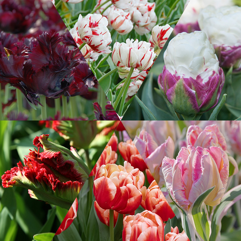 Exclusive Tulip Bulb Collection