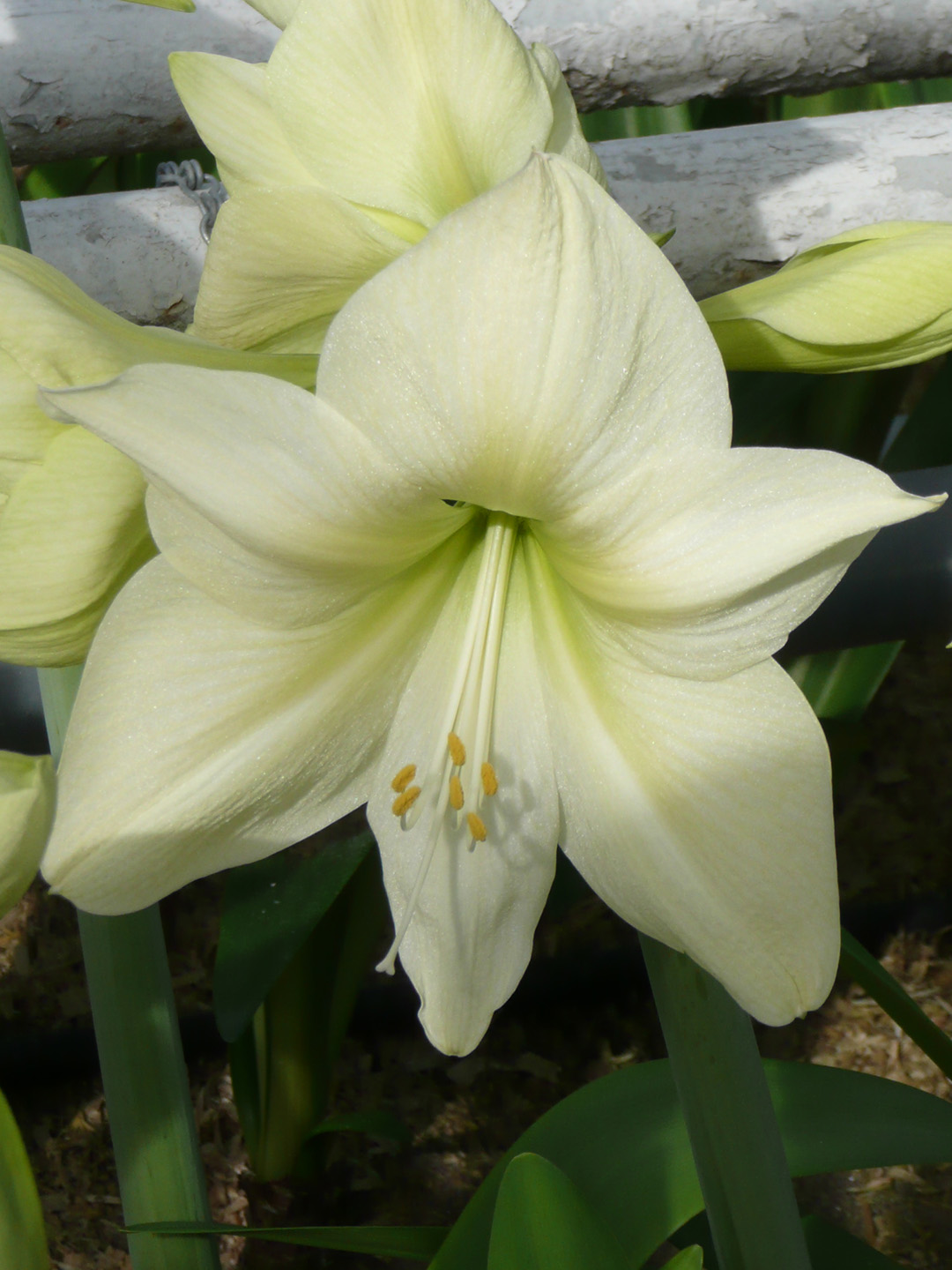 Amaryllis Lemon Star Amaryllis Lemon Star