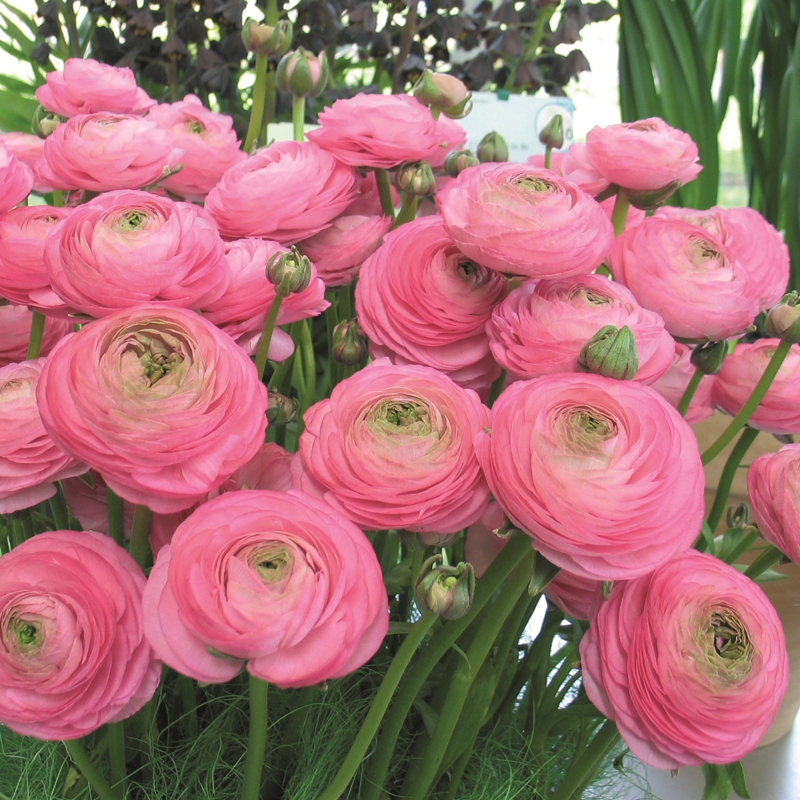 Ranunculus Aviv pink