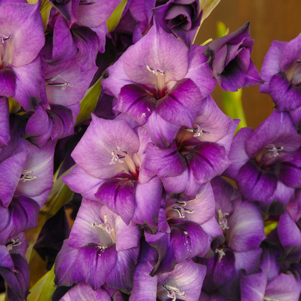 Gladiolus Purple Flora®