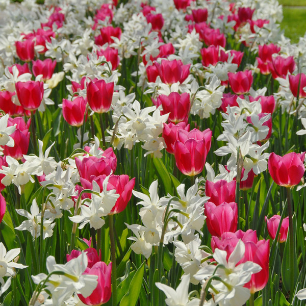 Spring Flower Bulb Collection "Sweet Smell"