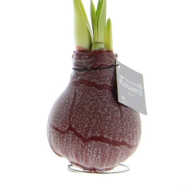 Wax Amaryllis Marble Bordeaux with white flowers