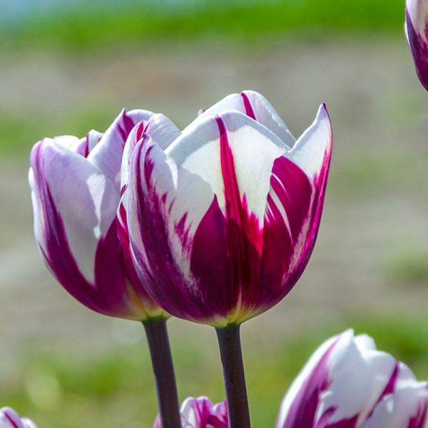 Tulip Rems Favourite