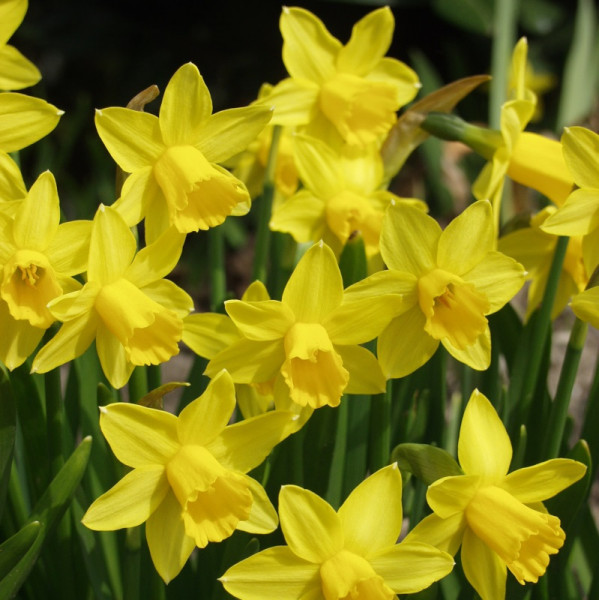 Daffodil Tête á Tête