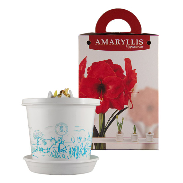 Amaryllis Red Lion in pot and in gift box
