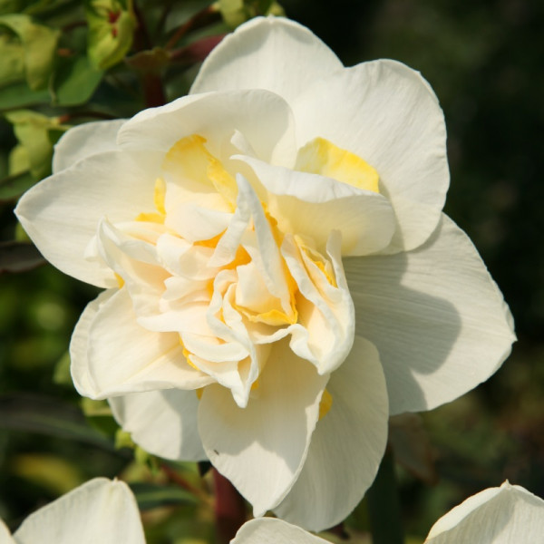 Daffodil White Lion