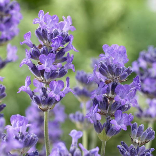 English lavender (Lavandula ang.) 'Munstead'