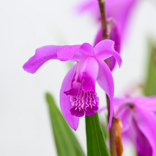 Chinese ground orchid - Bletilla striata