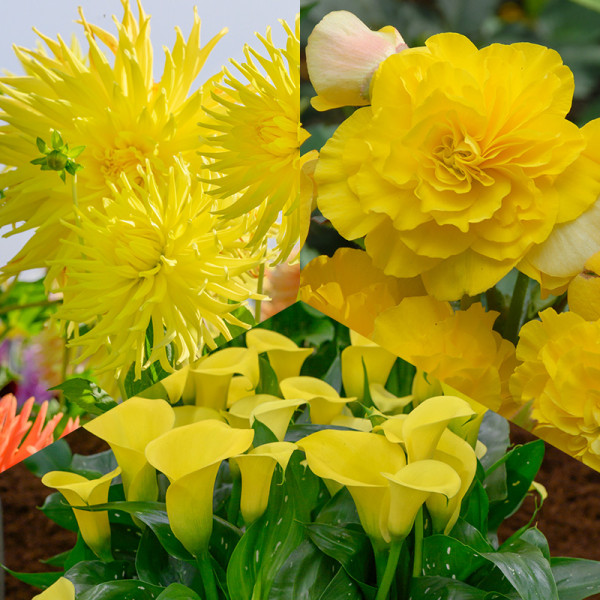 Yellow Flower Bulb Collection „Summer Sunshine“