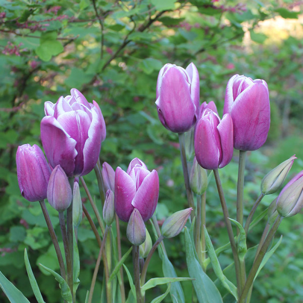 Tulip Purple Elegance