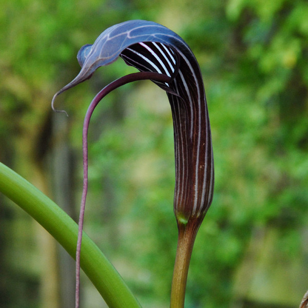 Cobra lily (Arisaema) costatum