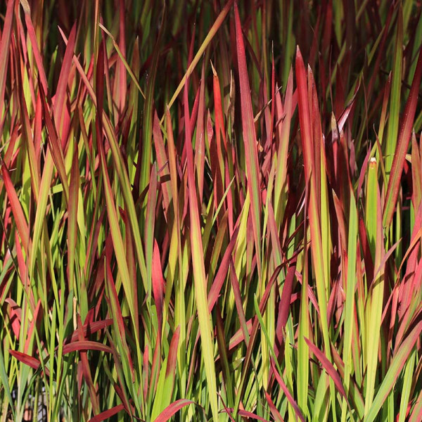 Japanese bloodgrass (Imperata cyl.) 'Red Baron'