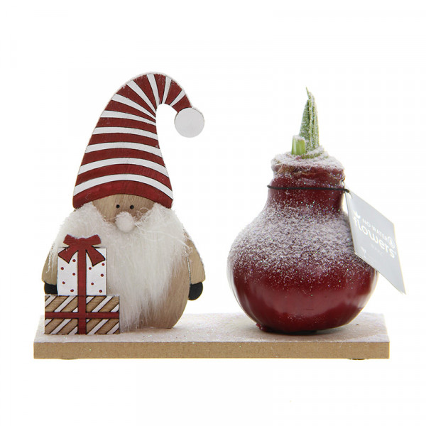 Wax Amaryllis Snow Wonderland Gnome