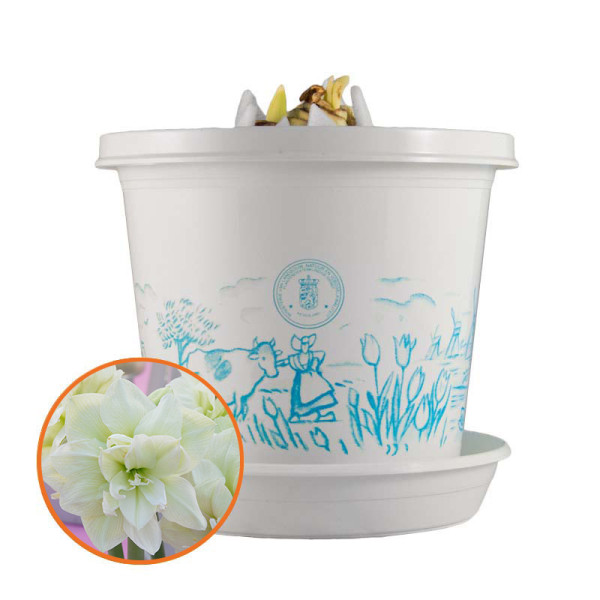 Amaryllis Marilyn® in pot and in gift box