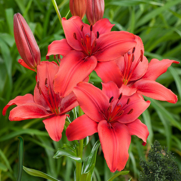 Lily Red Highland®