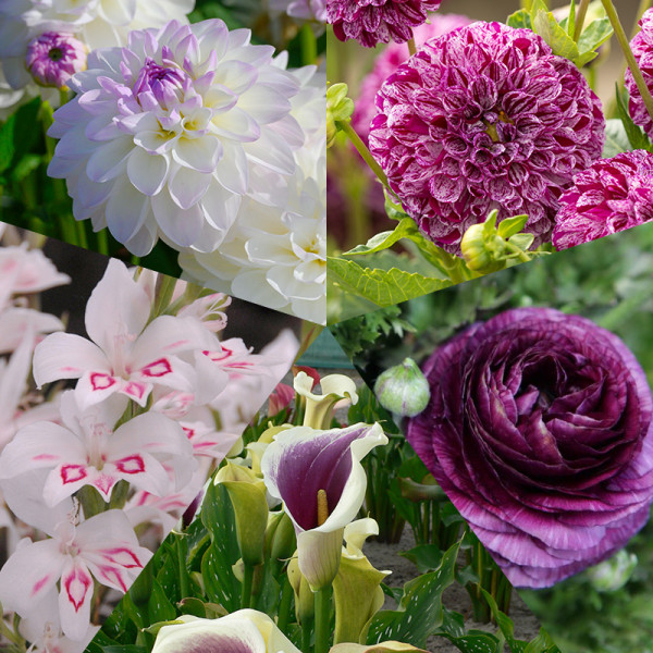 Flower Bulb Collection “White-Purple Summer Garden“