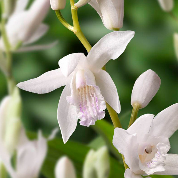 Chinese ground orchid (Bletilla) 'Alba'