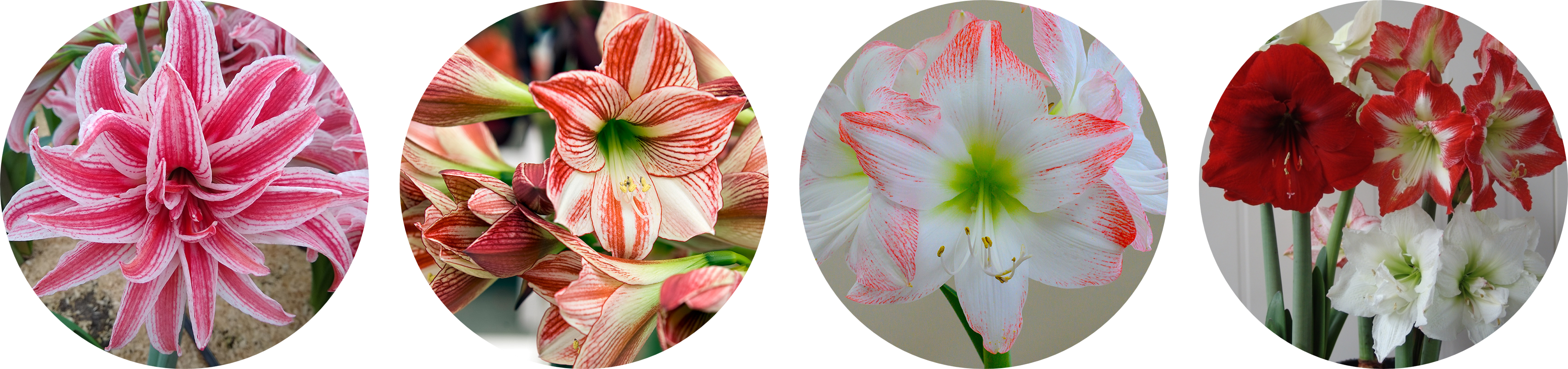 Amaryllis in bloom