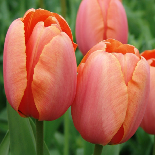 Tulip Apricot Impression®