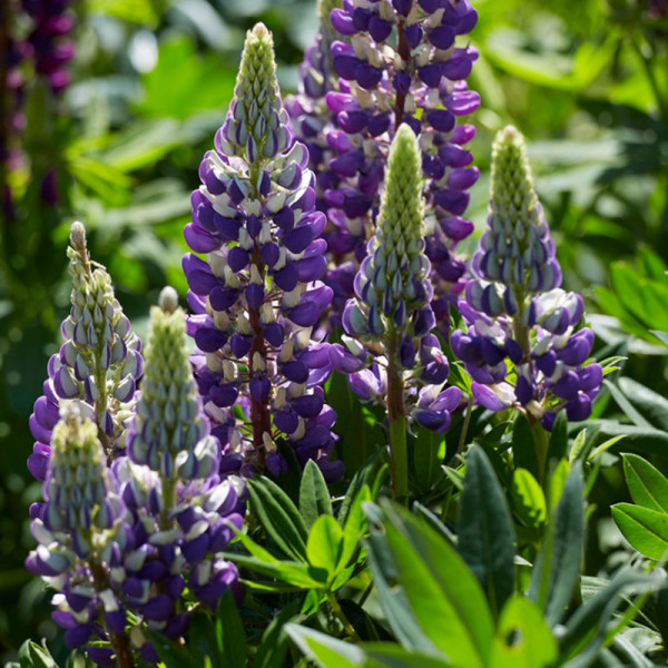 Lupin (Lupinus) 'The Governor'