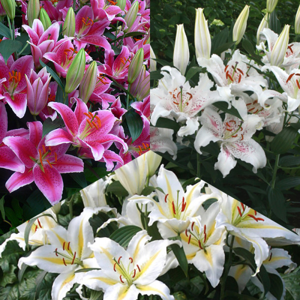 Oriental Lily Mix „Colourful Scent“