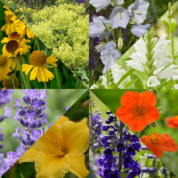 Border collection Summer flowering plants