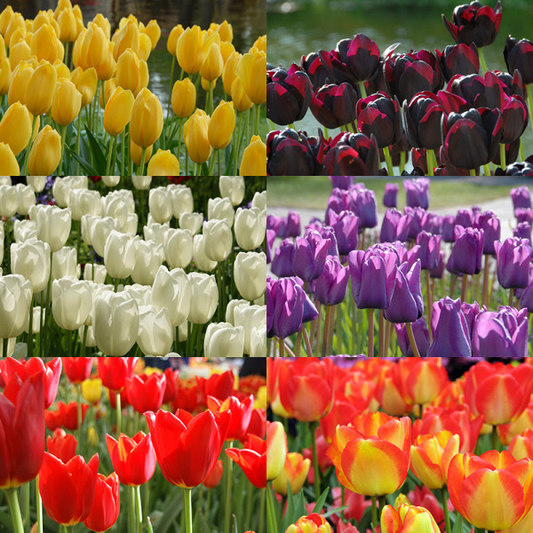 Tulip Bulb Collection MONDRIAAN