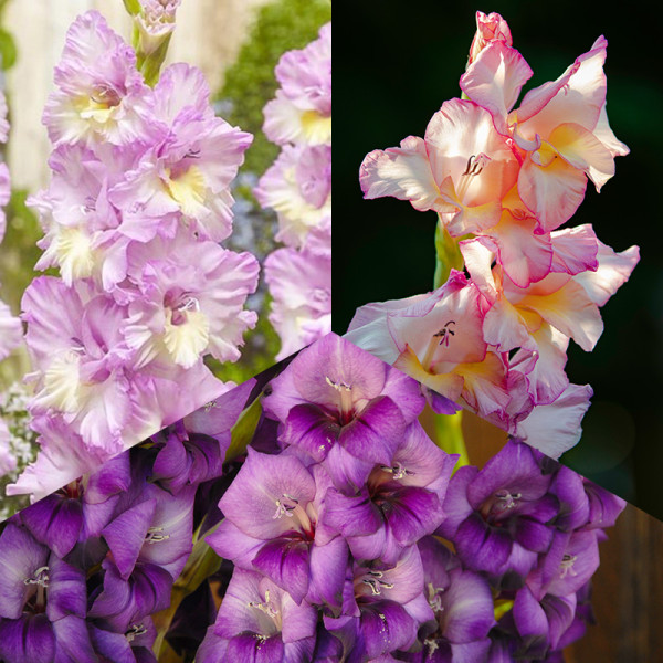 Large-flowering Gladioli Mix