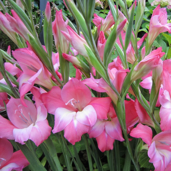 Gladiolus Charming Beauty