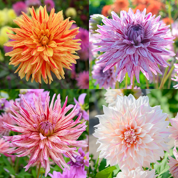 Dahlia Collection “Striped Beauties“