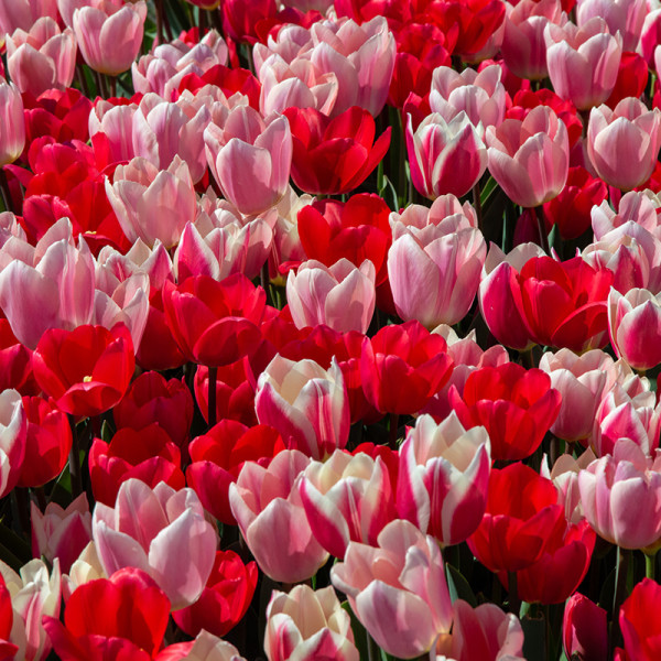 Tulip Bulb Collection "Morning Delight"