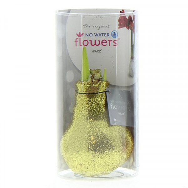 Wax Amaryllis Glitterz Gold in a Tube with white flowers