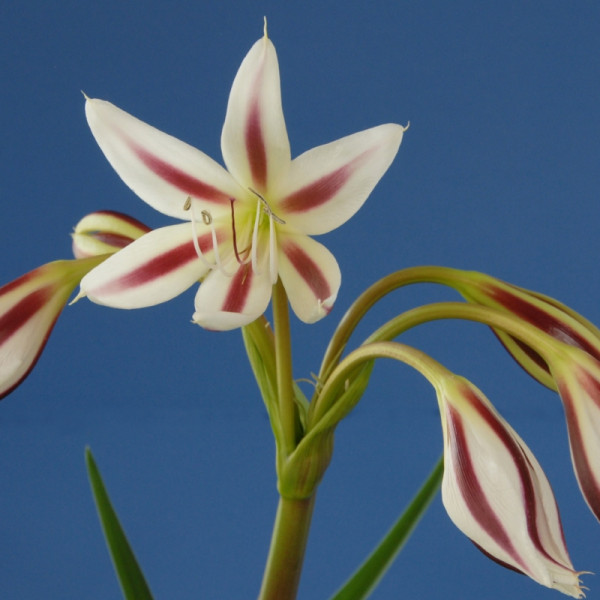 Crinum Cintho Alfa Bolly Bulbs® 1 Bulbs Rare Summer Flowering Perennial