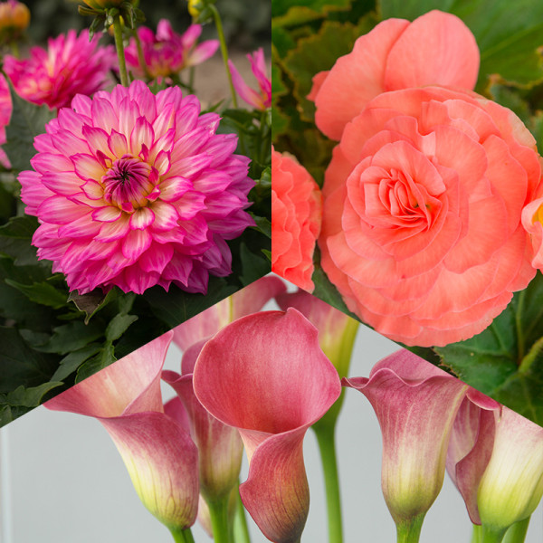 Pink Flower Bulb Collection “Romantic Summer”