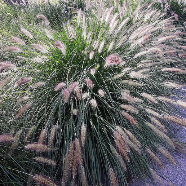 Chinese fountain grass (Pennisetum alop.) 'Hameln'