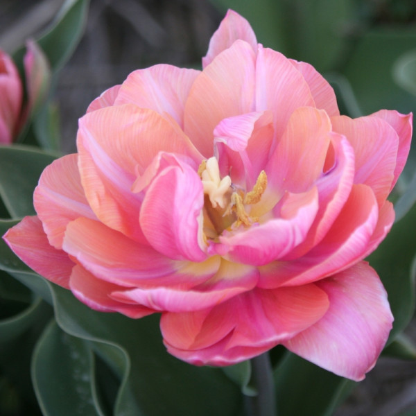 Tulip Pink Cameo
