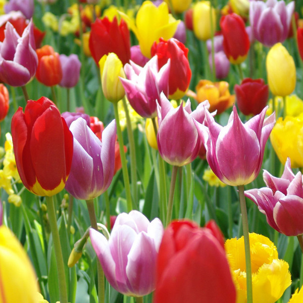 Tulip Bulb Collection "Colourful Spring"