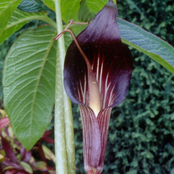 Cobra lily (Arisaema) speciosum