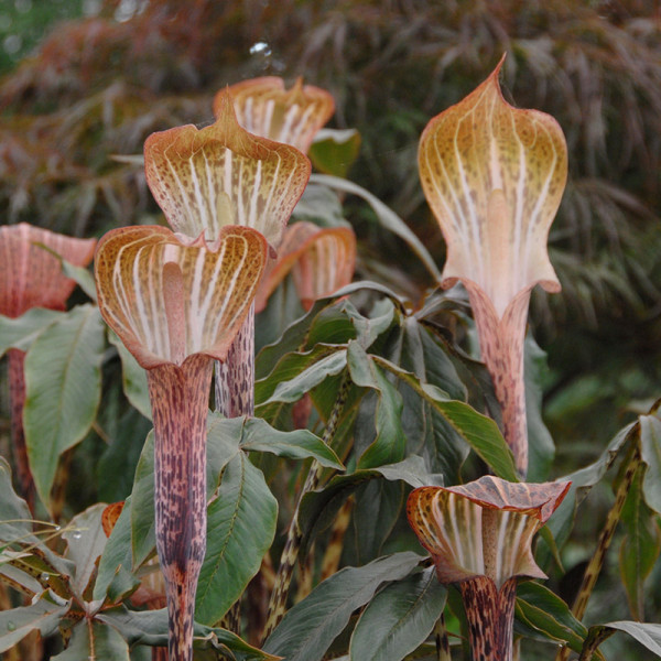 Cobra lily (Arisaema) nepenthoides