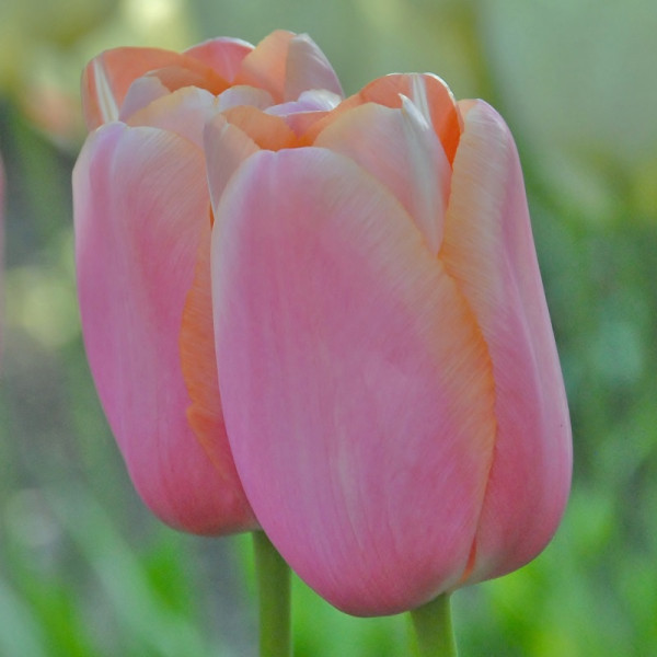 XL-Pack Tulip Menton