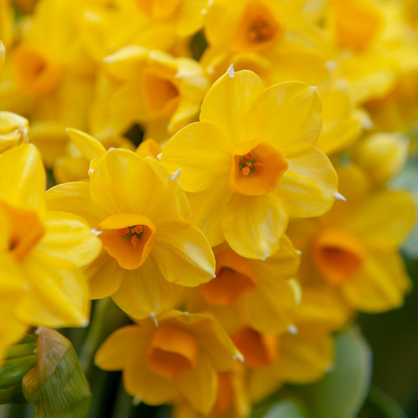 Daffodil Grand Soleil d'Or