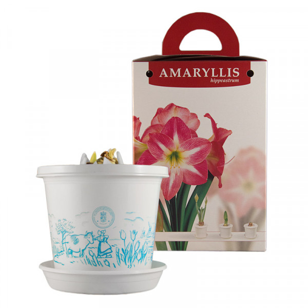 Amaryllis Exposure in pot and in gift box